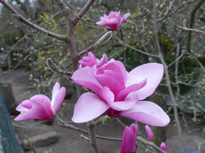 2021-04-02 Magnolia 'Westonbirt' 2.jpg