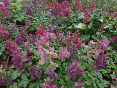 Corydalis solida bunt k.jpg