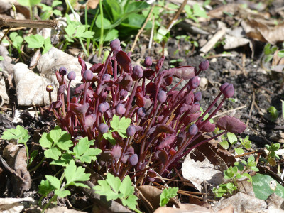 2021-04-02 Jeffersonia dubia 2.jpg