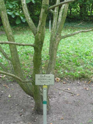 wessen_blaetter_1_loesung.jpg