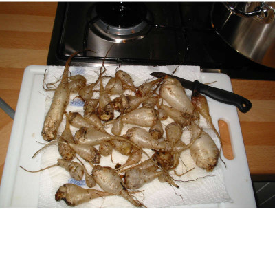 Oxalis_Rubchen.jpg
