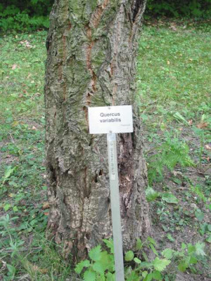 wessen_blaetter_2_loesung.jpg