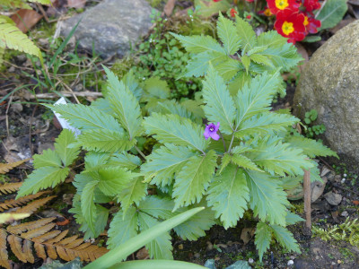2021-04-03 Cardamine glanduligera 'Bob Brown Form'.jpg