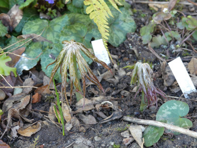 2021-04-03 Syneilesis 'Kiko'.jpg