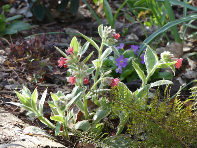 2021-04-03 Pulmonaria 'David Ward'.jpg