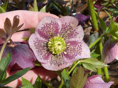 2021-04-03 Helleborus x hybridus 5.jpg