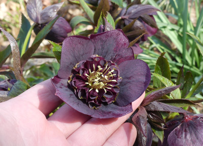 2021-04-03 Helleborus x hybridus 6.jpg