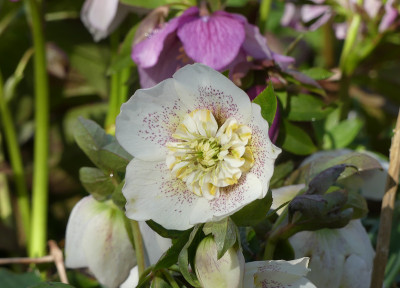2021-04-03 Helleborus x hybridus 7.jpg