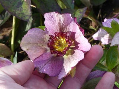 2021-04-03 Helleborus x hybridus 8.jpg