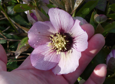 2021-04-03 Helleborus x hybridus 9.jpg