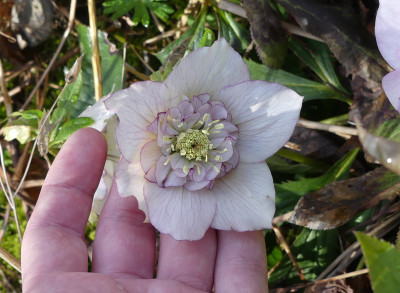 2021-04-03 Helleborus x hybridus 10.jpg