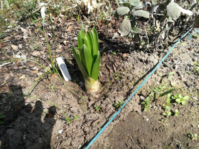 Eremurus_himalaicus_20210403_134941.jpg