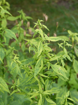 2019-07-13 Solidago.jpg