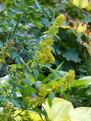 2018-10-03 Solidago.jpg