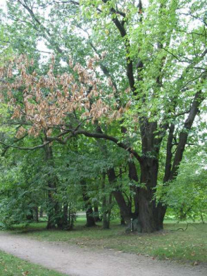 kranker_baum_bogaberlin_1.jpg