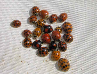 Harmonia_axyridis1.jpg
