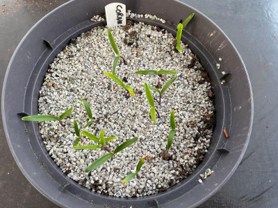 Cornus officinalis Germination March 2021.jpg