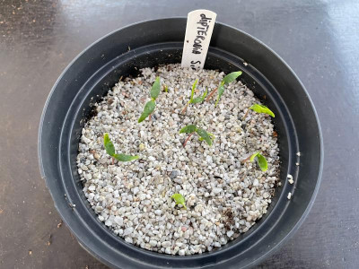Dipteronia sinensis Germination March 2021.jpg