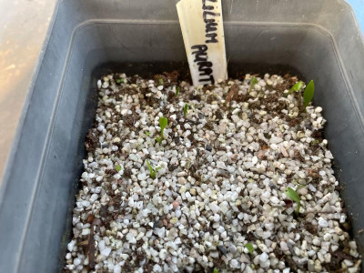 Lilium auratum Germination March 2021.jpg