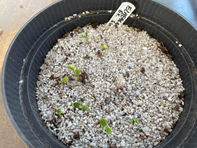 Elaeagnus multiflora ex. Sweet Scarlet Germination April 2021.jpg