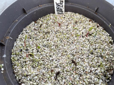 Parrotiopsis jacquemontiana Germination April 2021.jpg