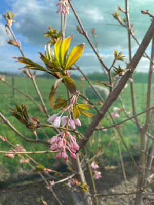 Staphylea holocarpa f. rosea.jpg