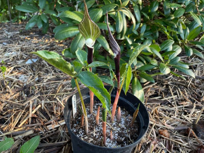 Arisaema sikkokianum April 2021.jpg