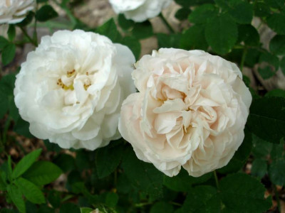 Blanchefleur1a.JPG