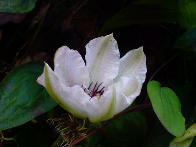 clematis_snow_queen_nov_07_1.jpg