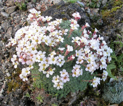 Saxifraga iranica 04.04.21.JPG
