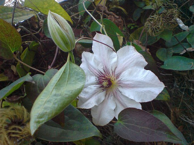 clematis_snow_queen_nov_07_2.jpg