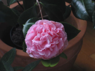 Debutante_Nov_07__2.jpg