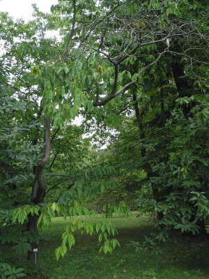 castanea_dentata_bogaberlin.jpg