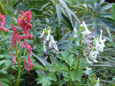 2021-04-04 Corydalis 'Advocet'.jpg