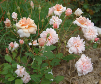 Perle_dOr_0010__H_9825.jpg