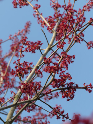 2021-04-04 Acer x freemanii 'Jeffersred' 2.jpg