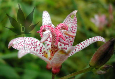 tricyrtis_hirta_b1.jpg