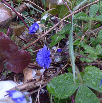 Charly hepatica.jpg