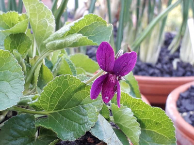 Viola Reids Crimson Carpet.jpg