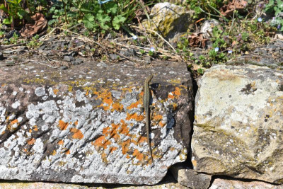 Hohe Warte 2.4.21 012.JPG