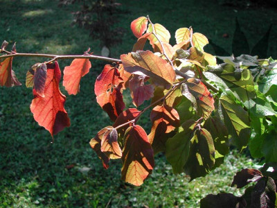 parrotia_persica_001.jpg