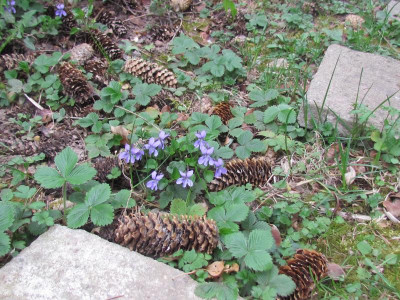 Viola Hainv.JPG