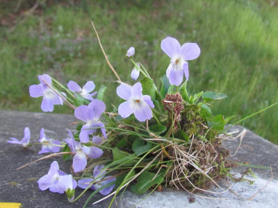 Viola viell hirta.JPG