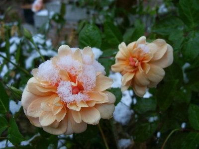 33-_Perle_dOr-_Schnee_800.jpg