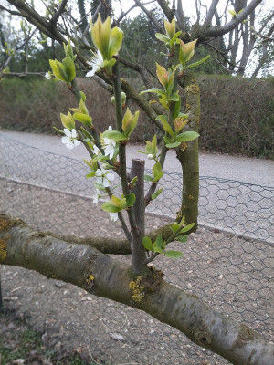 Mirabelle Wasserschosser.jpg