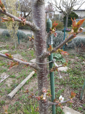 Süßkirsche Säule Blüte.jpg
