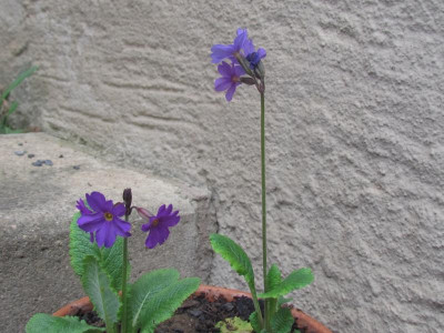 Primula amoena.JPG