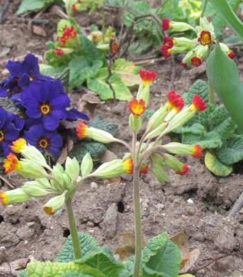 Primula veris rot.JPG