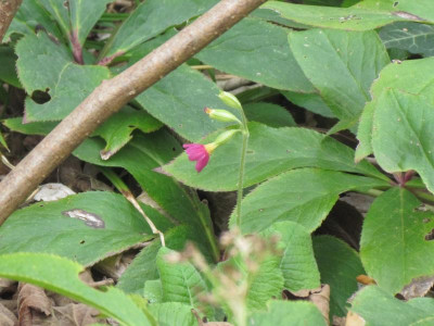 Primula Elatior-H 1.JPG