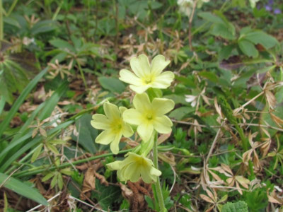 Primula elatior Saftmale hell.JPG